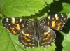 Araschnia levana